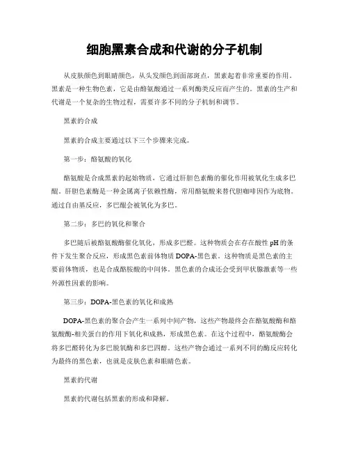 细胞黑素合成和代谢的分子机制