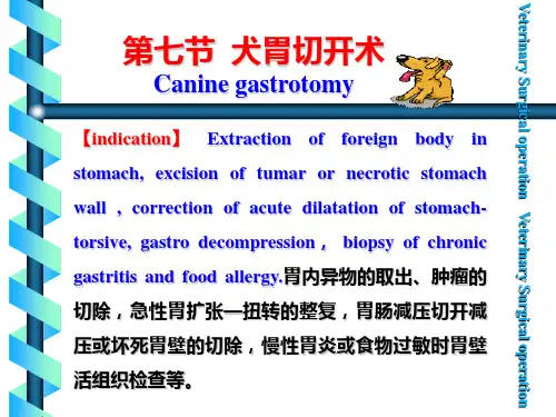 犬胃切开术