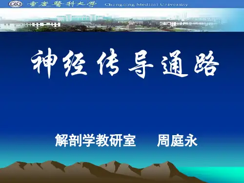感觉传导路