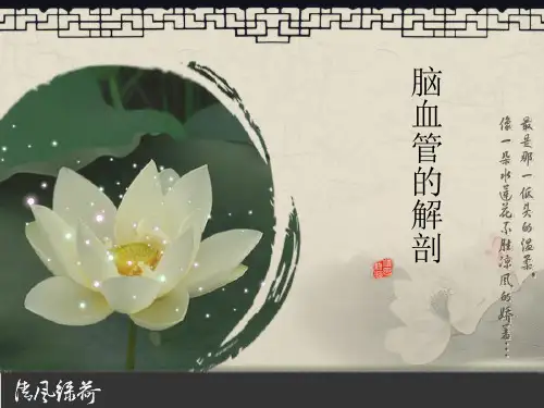 (完整版)脑血管解剖