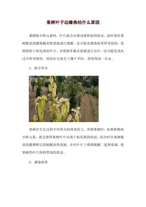 果树叶子边缘焦枯什么原因