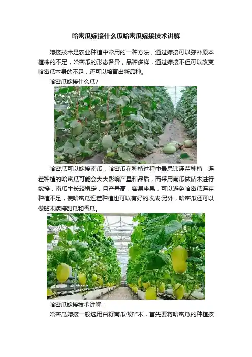 哈密瓜嫁接什么瓜哈密瓜嫁接技术讲解