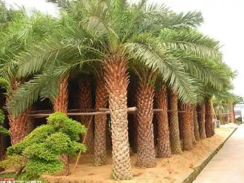 棕榈科植物