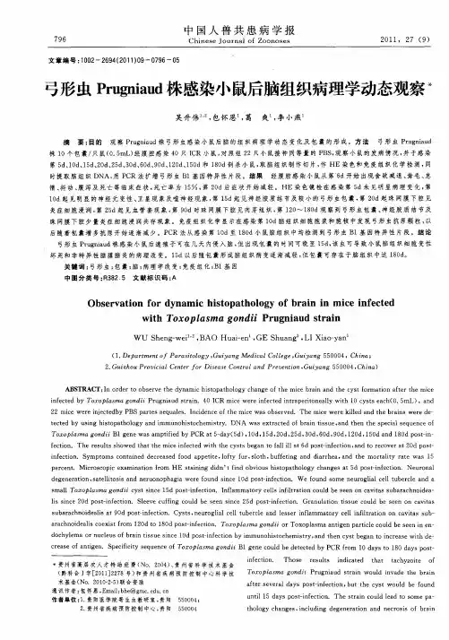 弓形虫Prugniaud株感染小鼠后脑组织病理学动态观察