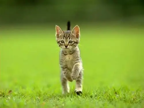 人教版七年级下《猫》教学课件(47张PPT)