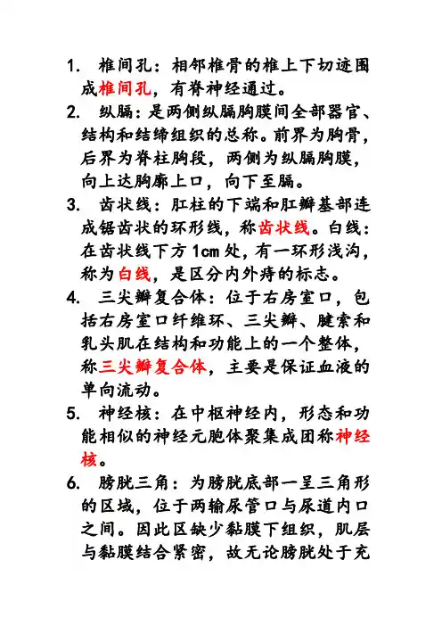 系统解剖名词解释