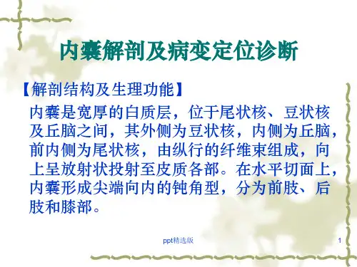 内囊基底神经节间脑的解剖ppt课件