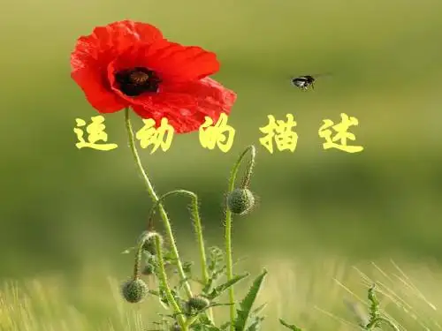 运动和静止