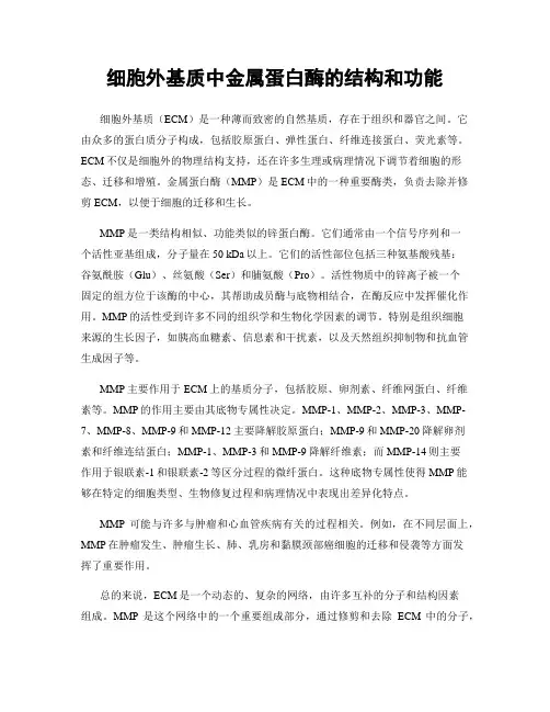 细胞外基质中金属蛋白酶的结构和功能