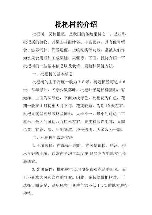枇杷树的介绍