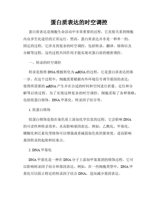 蛋白质表达的时空调控