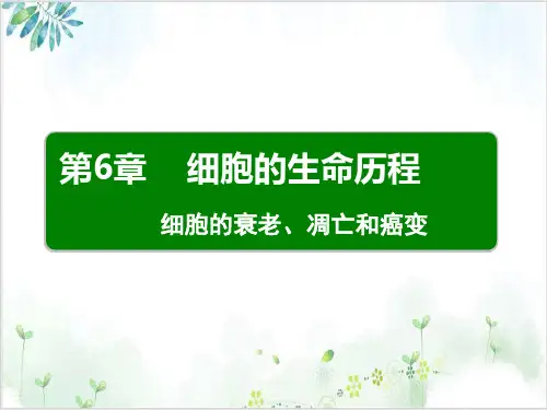 衰老凋亡和癌变(35张)-PPT优秀课件