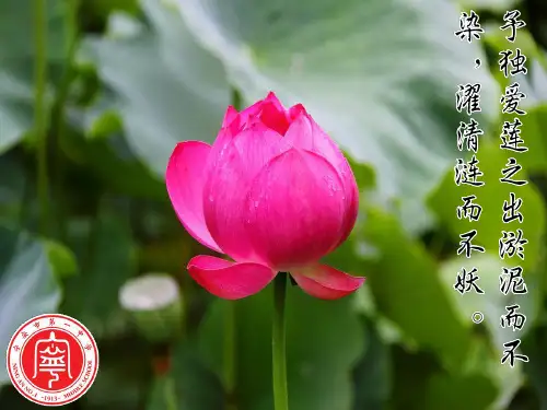 人教版必修一4.1物质跨膜运输的实例(共24张PPT)