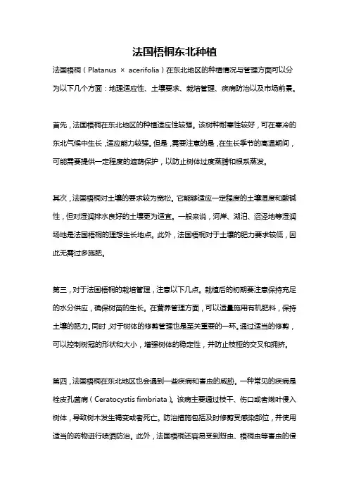 法国梧桐东北种植