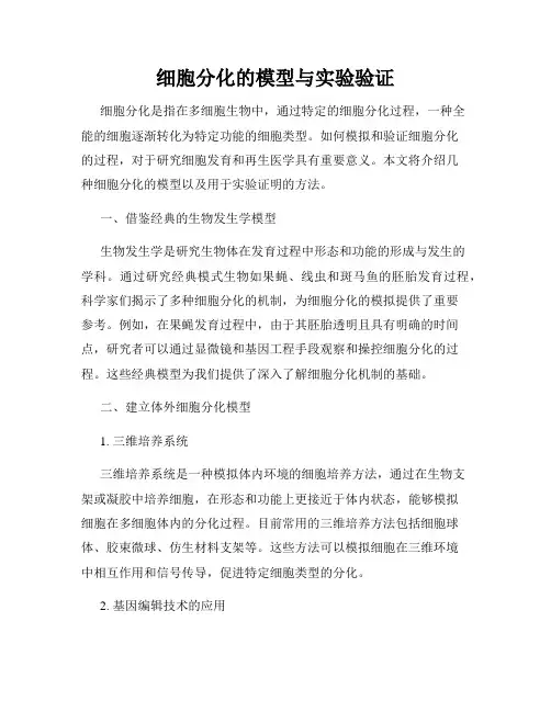 细胞分化的模型与实验验证