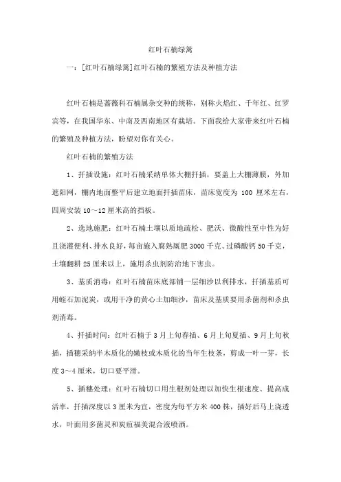 红叶石楠绿篱