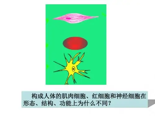 高一生物细胞的分化癌变和衰老2(教学课件2019)
