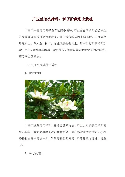 广玉兰怎么播种,种子贮藏配土栽植