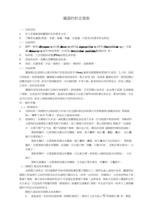 曲霉和青霉的形态观察