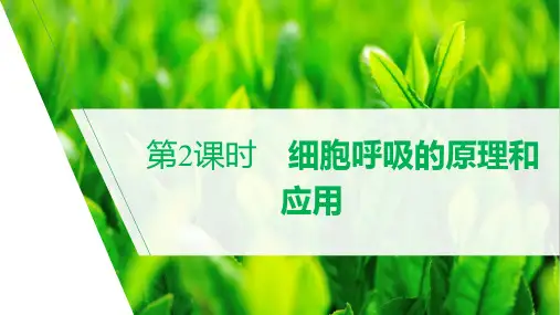细胞呼吸的原理与应用课件高一上学期生物人教版(2019)必修1