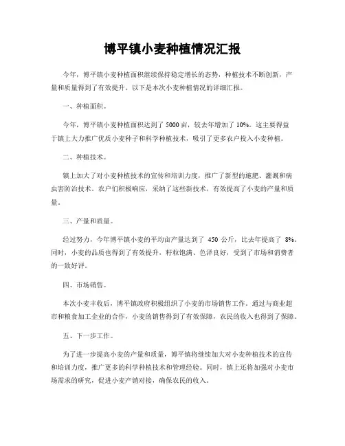 博平镇小麦种植情况汇报