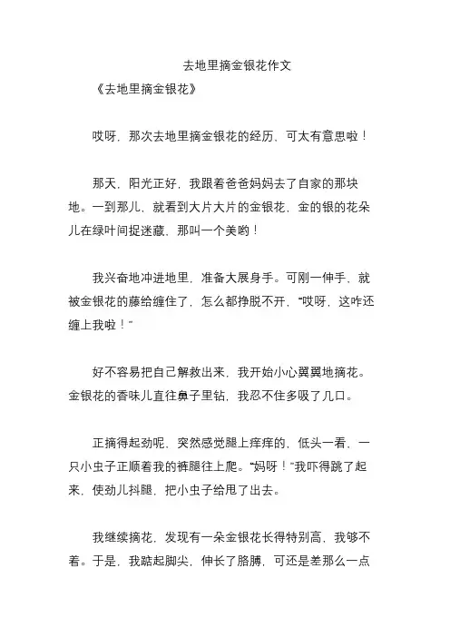 去地里摘金银花作文
