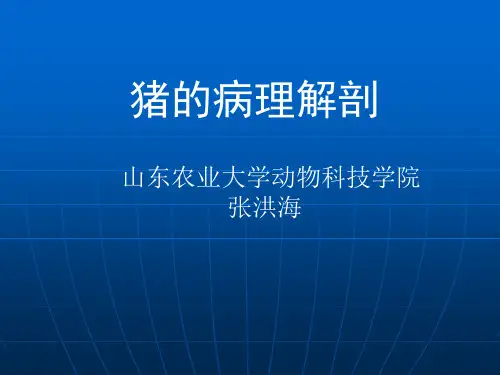 猪病理解剖
