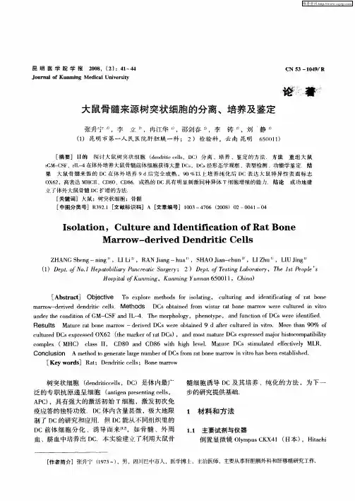 大鼠骨髓来源树突状细胞的分离、培养及鉴定