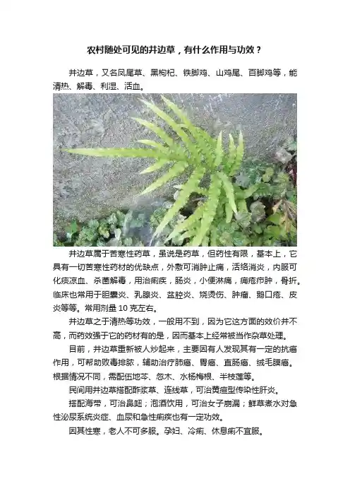 农村随处可见的井边草，有什么作用与功效？