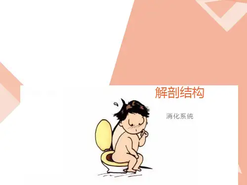 消化系统(解剖)