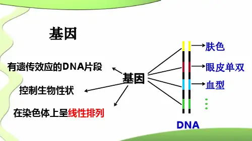 4.1基因指导蛋白质的合成—人教版高中生物必修二课件(共47张PPT)