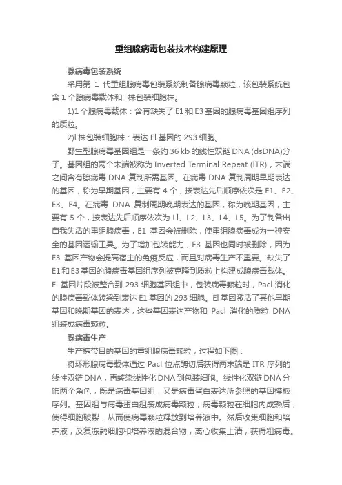 重组腺病毒包装技术构建原理