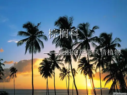 棕榈科