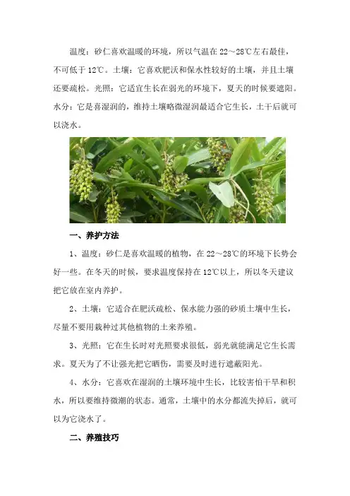 砂仁的养殖方法和注意事项