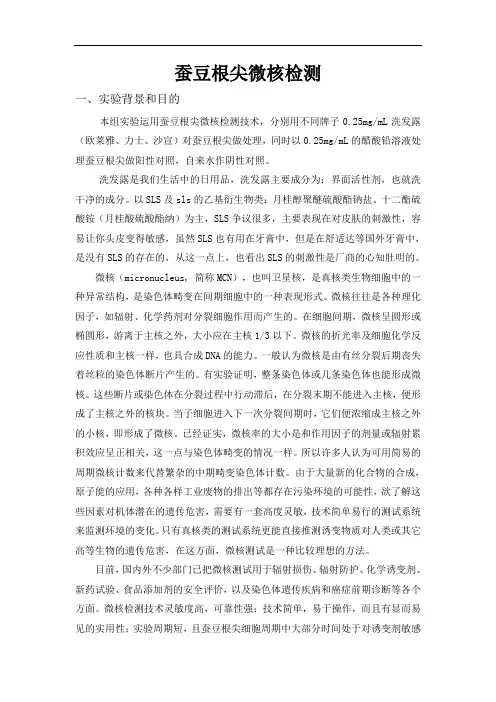 蚕豆根尖微核检测