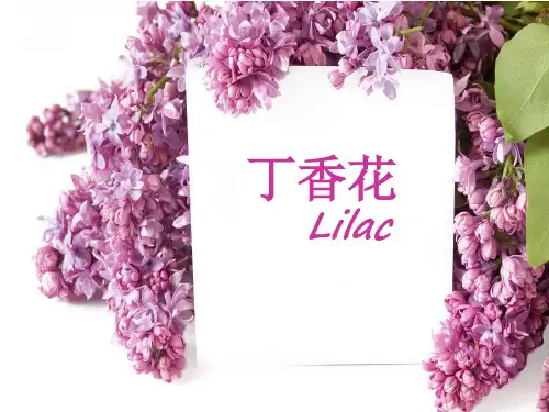 丁香花