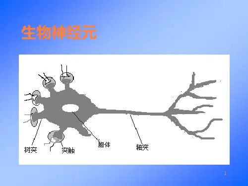 生物神经元ppt课件
