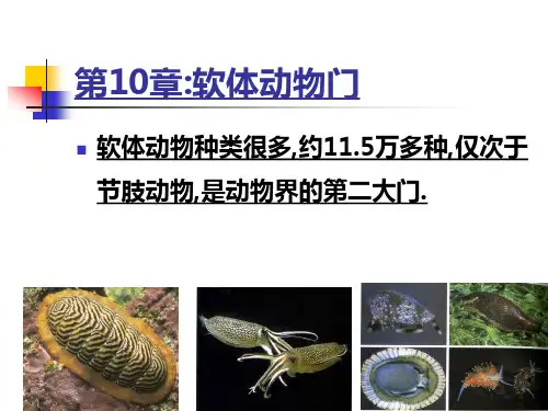 刘凌云普通动物学 第10章 软体动物门