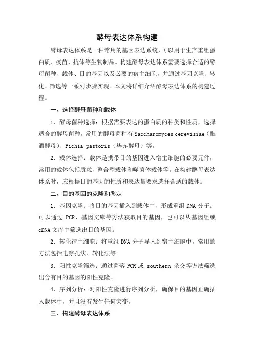 酵母表达体系构建