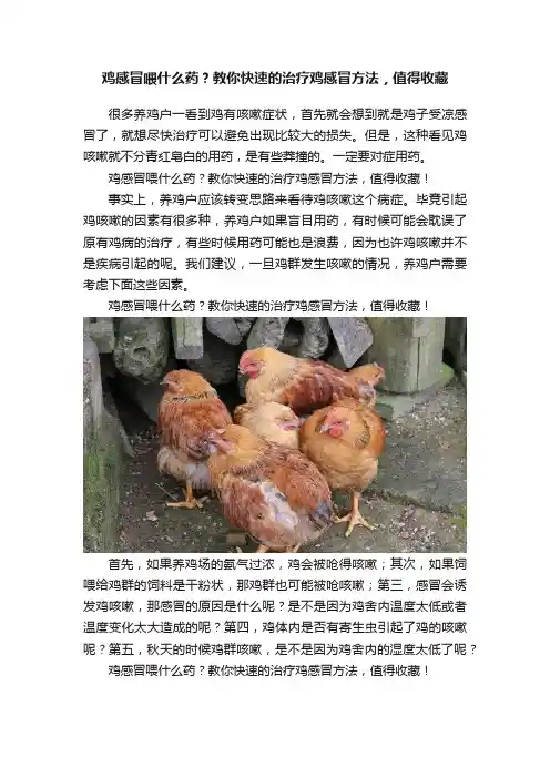 鸡感冒喂什么药？教你快速的治疗鸡感冒方法，值得收藏