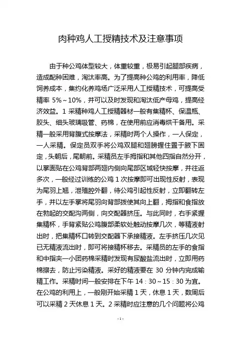 肉种鸡人工授精技术及注意事项
