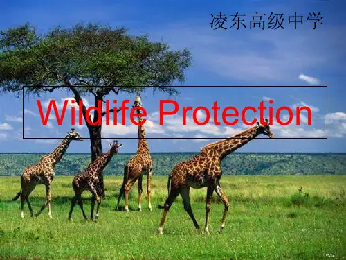 人教版高中英语 必修二 Unit4 《Wildlife  protection  ---Readin