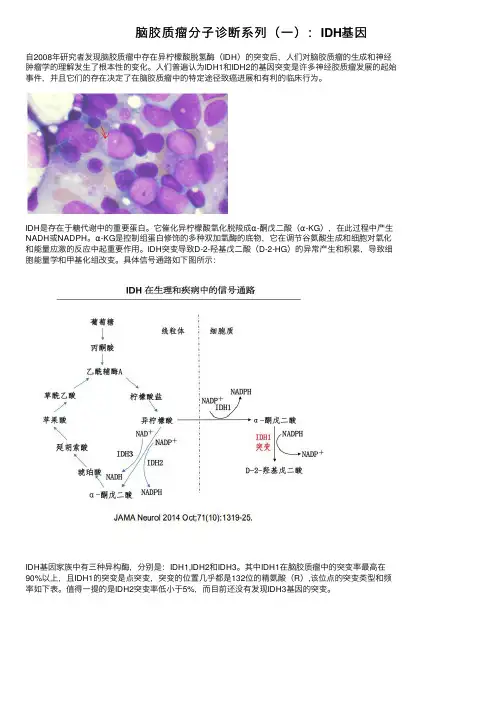脑胶质瘤分子诊断系列（一）：IDH基因
