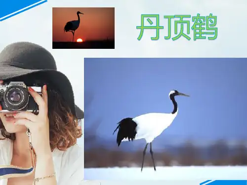 丹顶鹤(保护丹顶鹤)