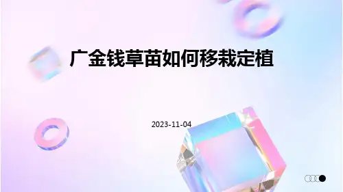 广金钱草苗如何移栽定植