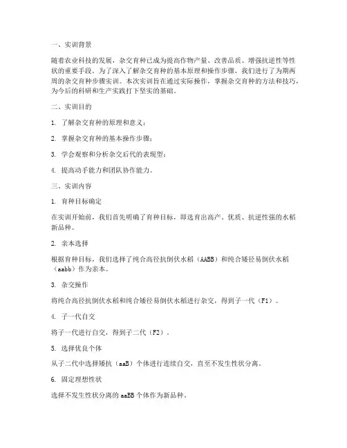 杂交育种步骤实训总结报告