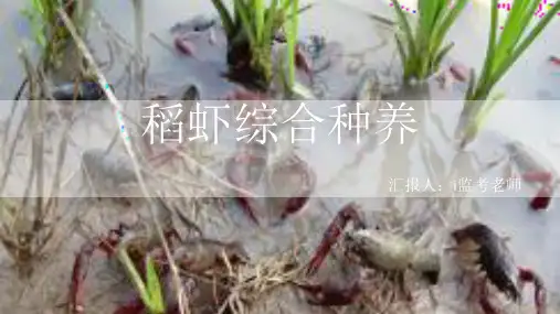 虾稻综合养殖课件