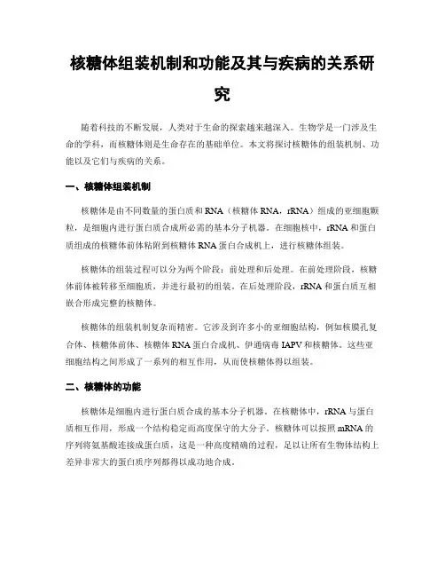 核糖体组装机制和功能及其与疾病的关系研究