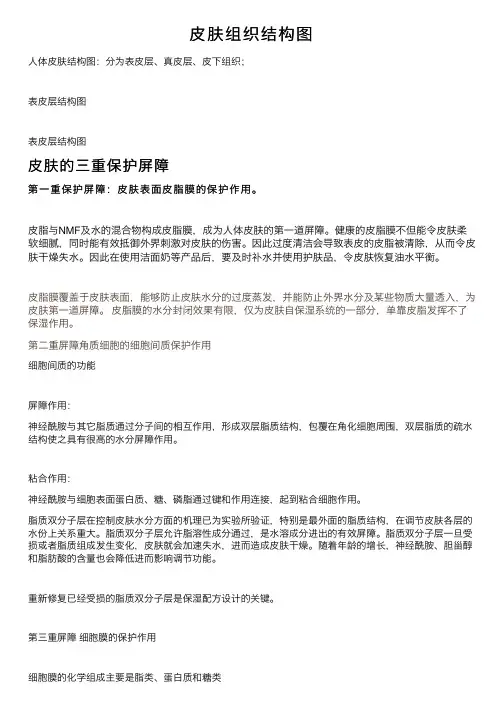 皮肤组织结构图