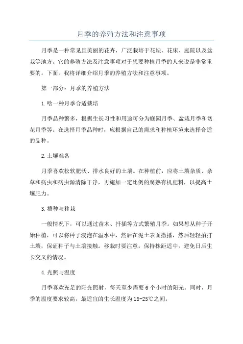 月季的养殖方法和注意事项